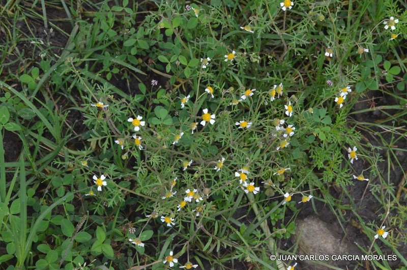 Achyropappus anthemoides photo 2
