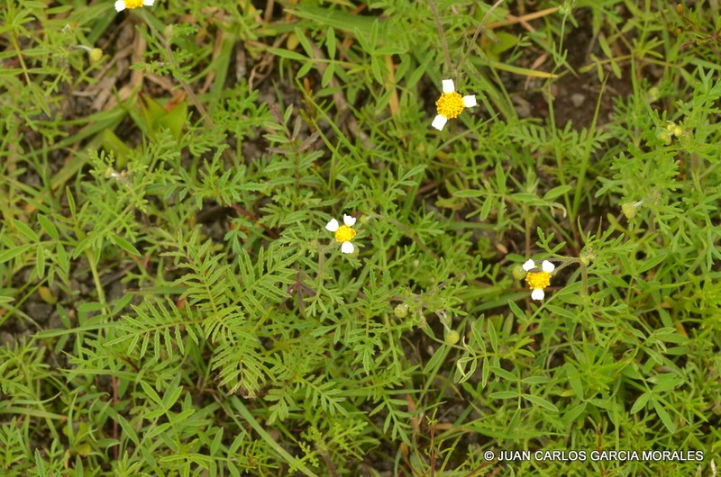 Achyropappus anthemoides photo 3