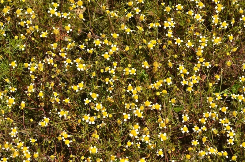 Achyropappus anthemoides photo 4