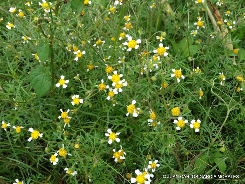 Achyropappus anthemoides photo 6
