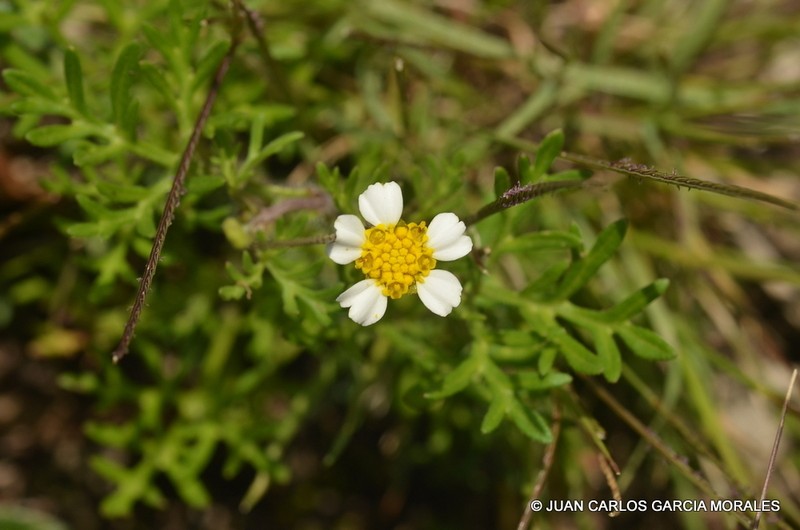 Achyropappus anthemoides photo 7