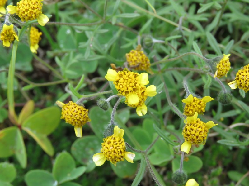 Achyropappus queretarensis photo 2