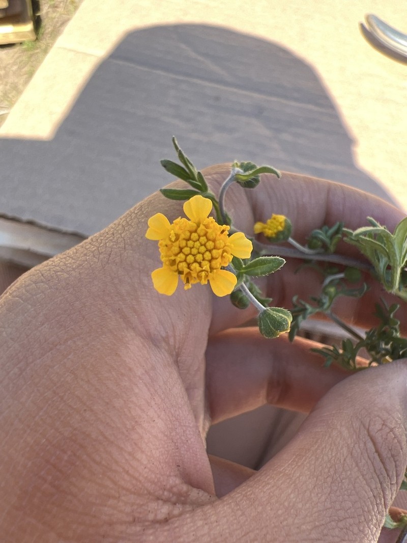 Achyropappus queretarensis photo 3