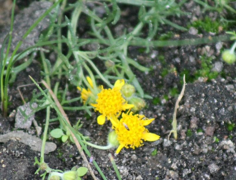 Achyropappus queretarensis photo 4