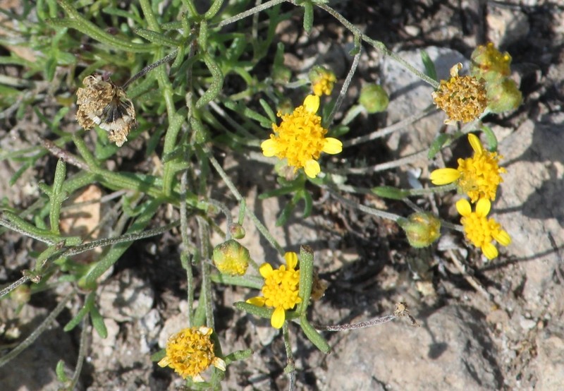 Achyropappus queretarensis photo 5