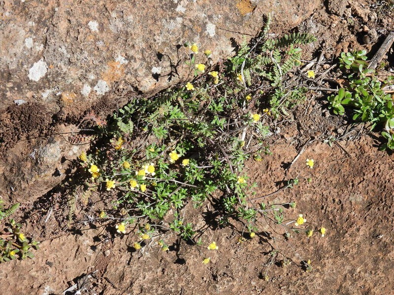 Achyropappus queretarensis photo 6