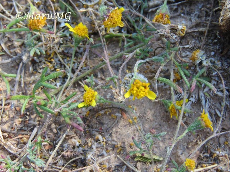 Achyropappus queretarensis photo 8