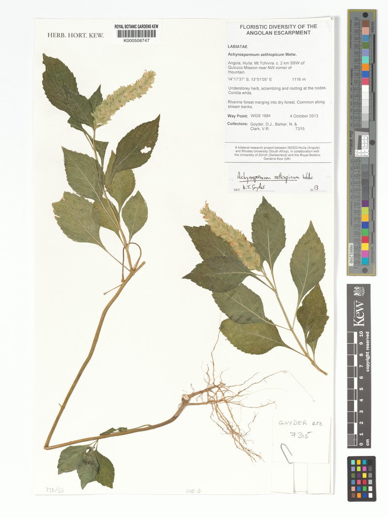 Achyrospermum aethiopicum