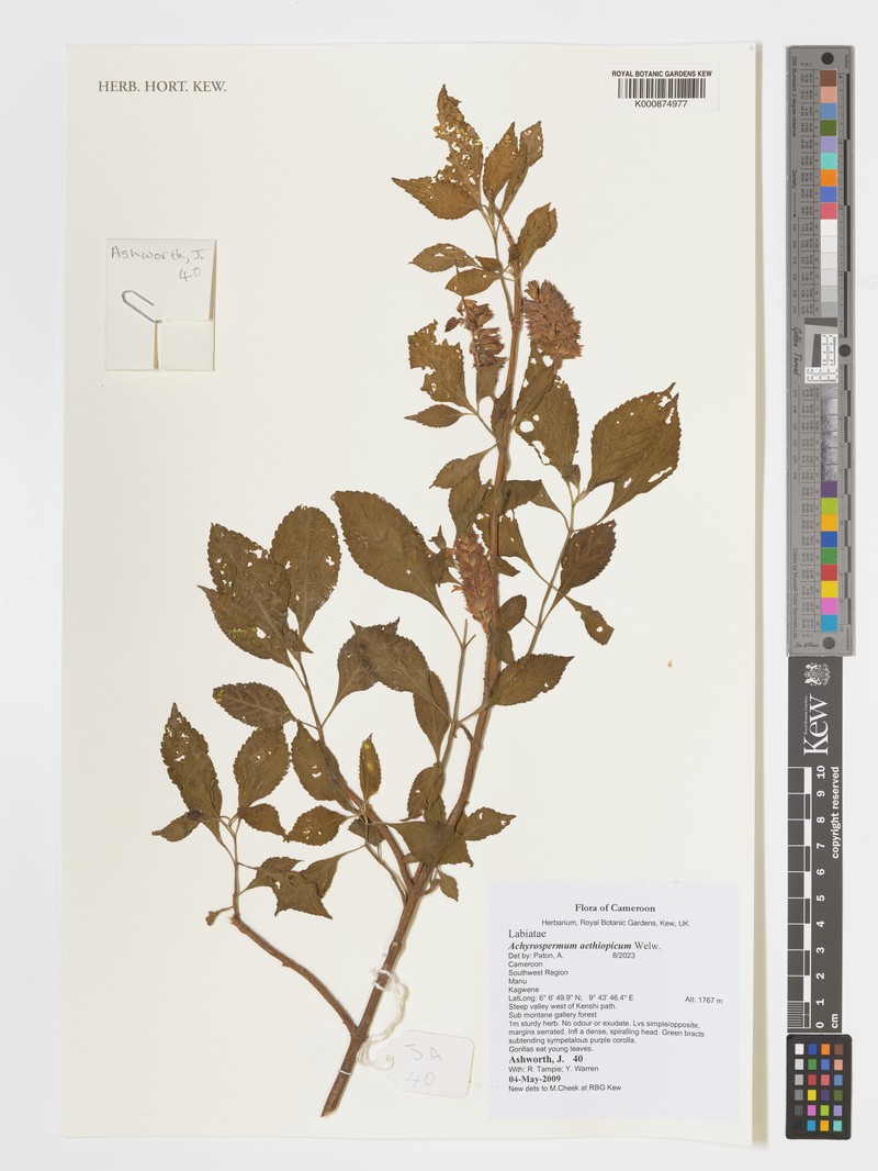 Achyrospermum aethiopicum photo 2