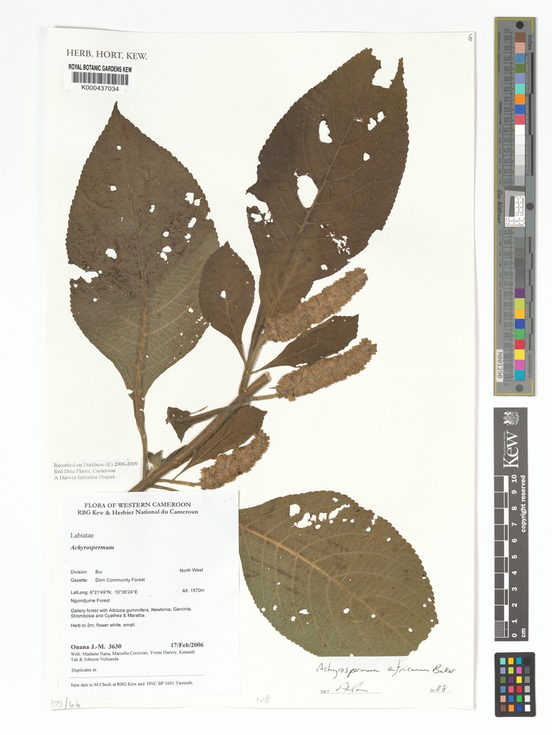 Achyrospermum aethiopicum photo 3