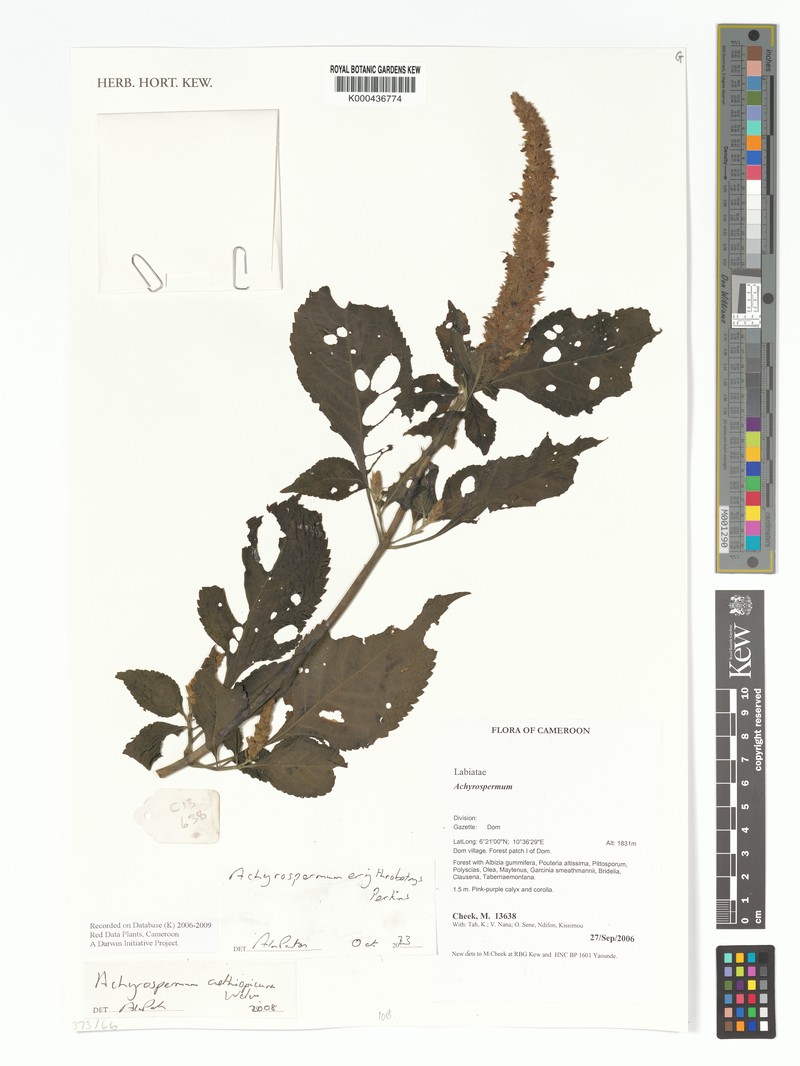 Achyrospermum aethiopicum photo 4