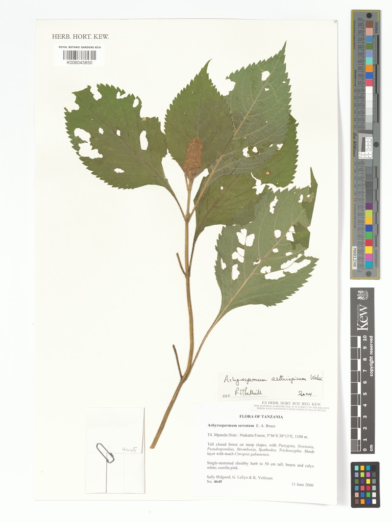 Achyrospermum aethiopicum photo 5