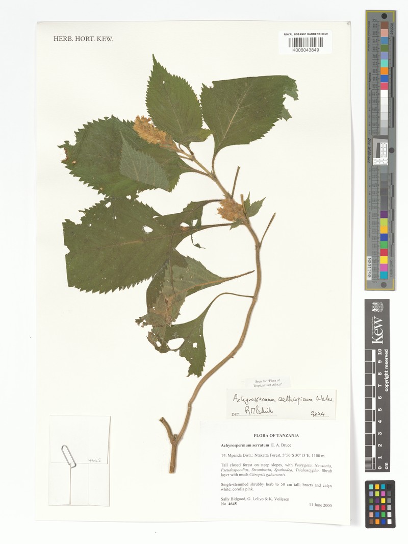 Achyrospermum aethiopicum photo 6