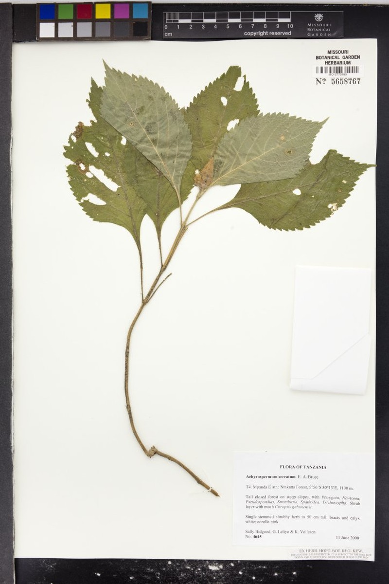 Achyrospermum aethiopicum photo 7