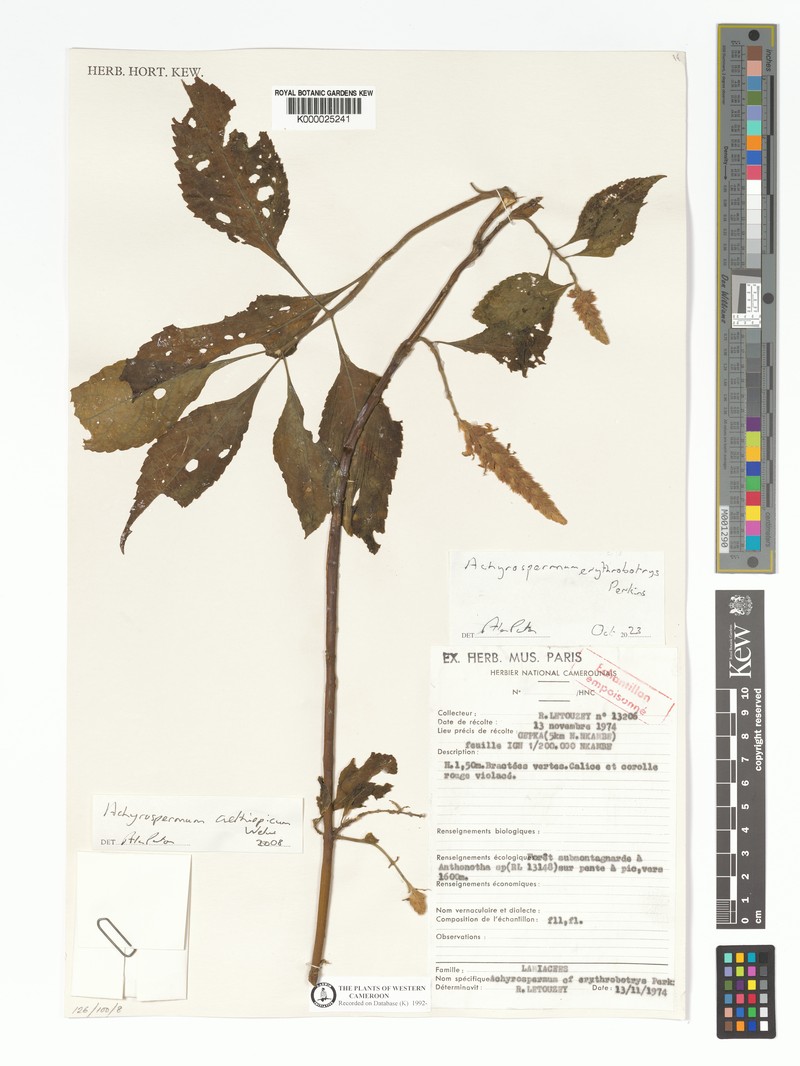 Achyrospermum aethiopicum photo 8