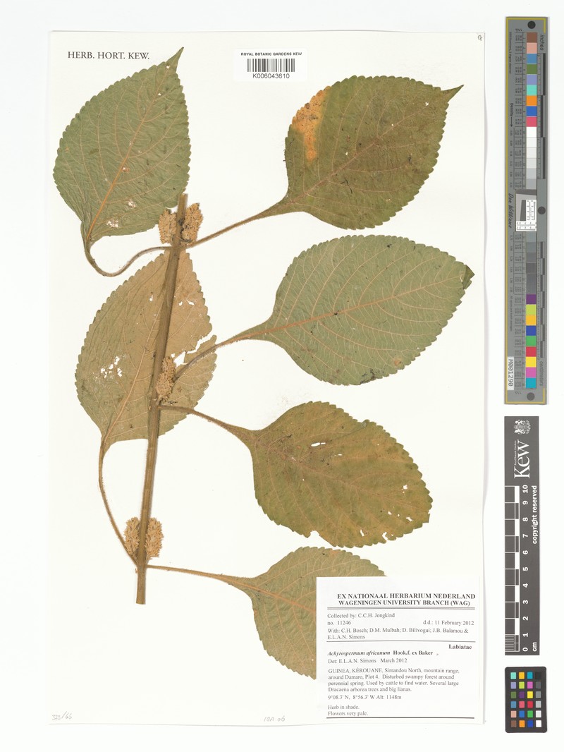 Achyrospermum africanum photo 2