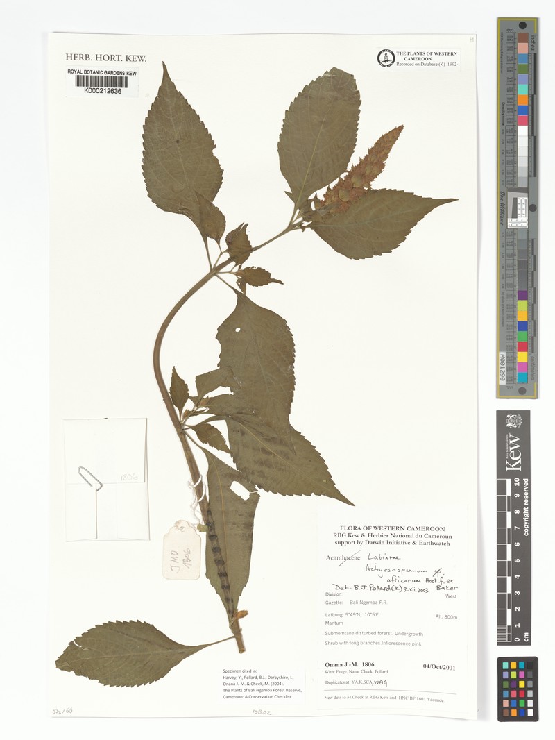 Achyrospermum africanum photo 3