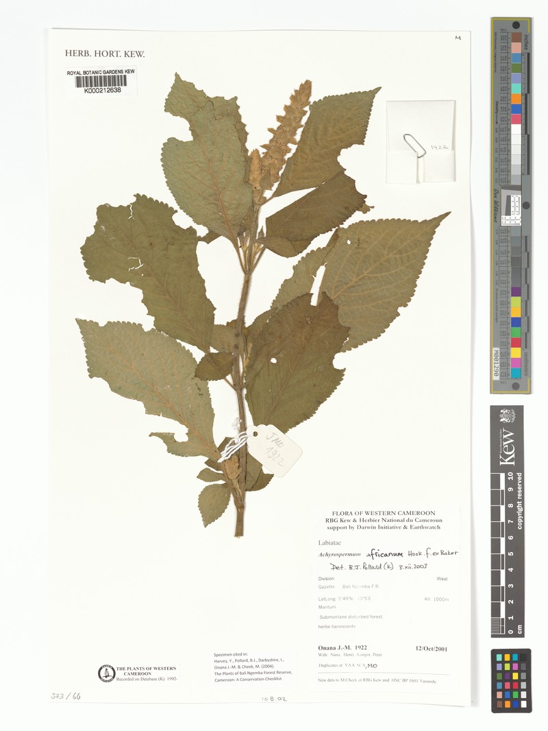 Achyrospermum africanum photo 4