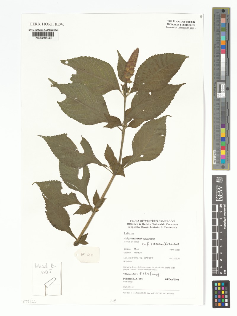 Achyrospermum africanum photo 5