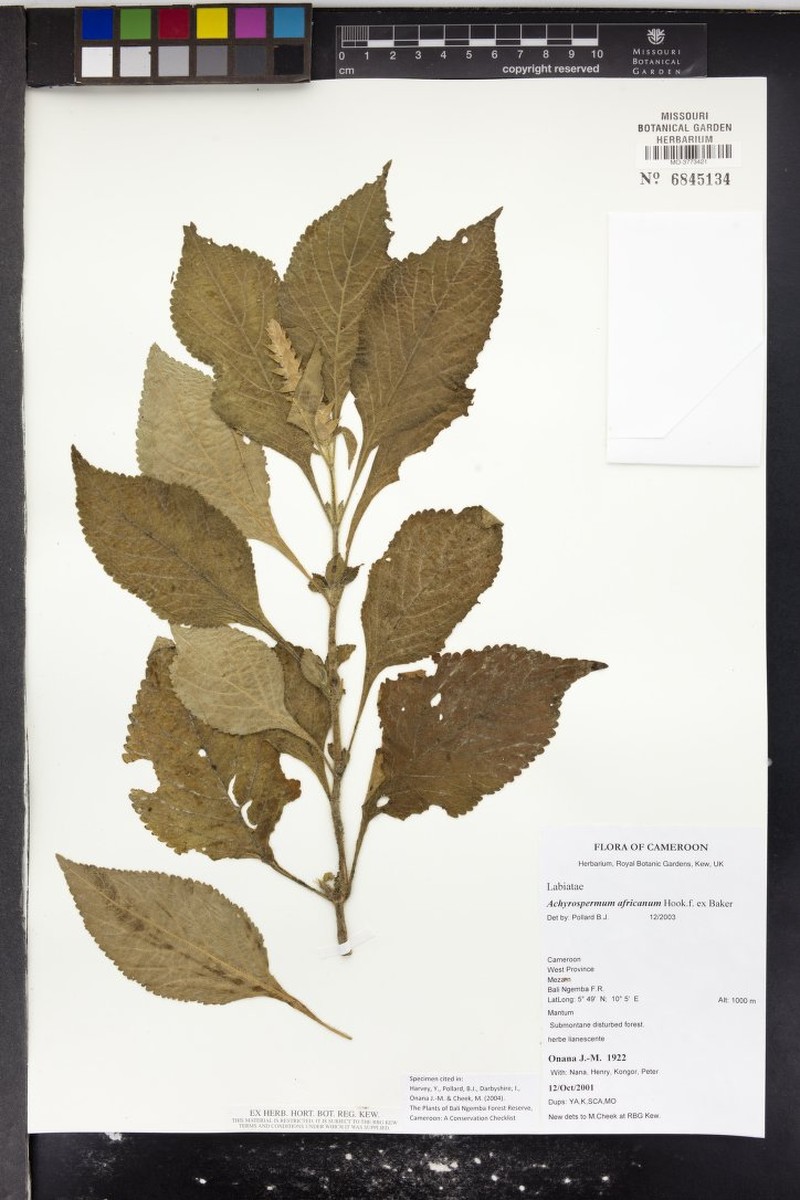 Achyrospermum africanum photo 6