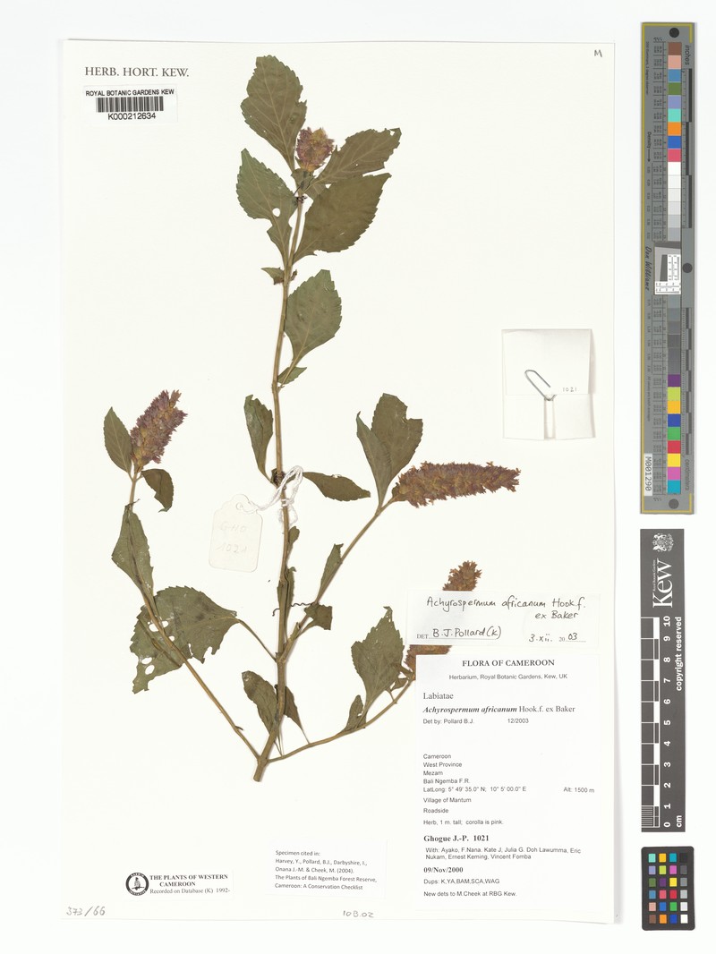 Achyrospermum africanum photo 7