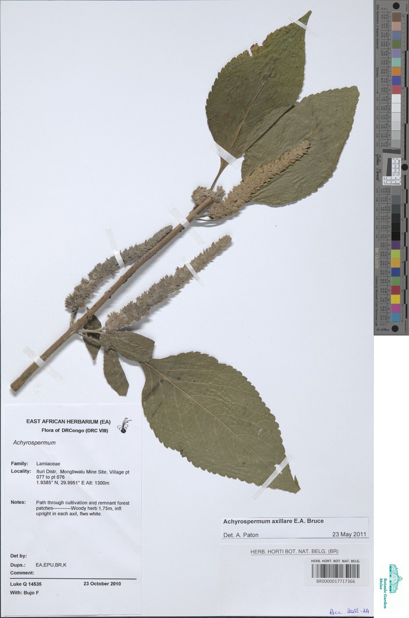 Achyrospermum axillare