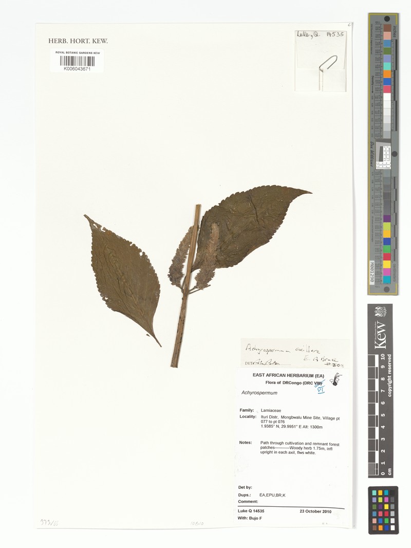 Achyrospermum axillare photo 2