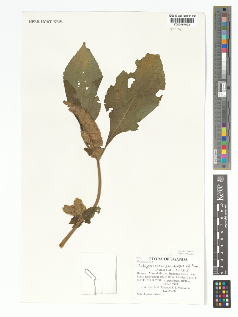Achyrospermum axillare photo 3