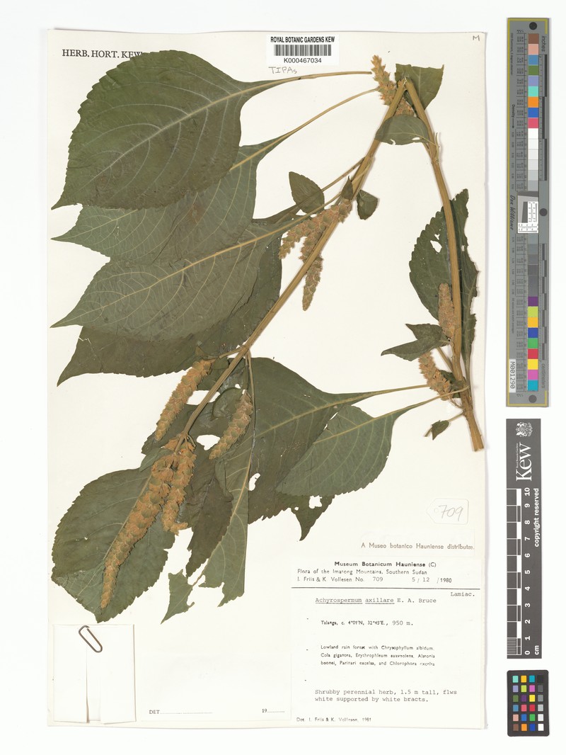 Achyrospermum axillare photo 4