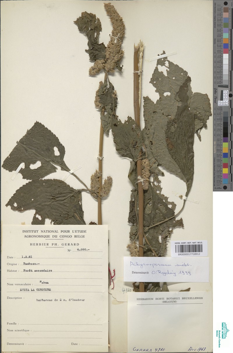 Achyrospermum axillare photo 5