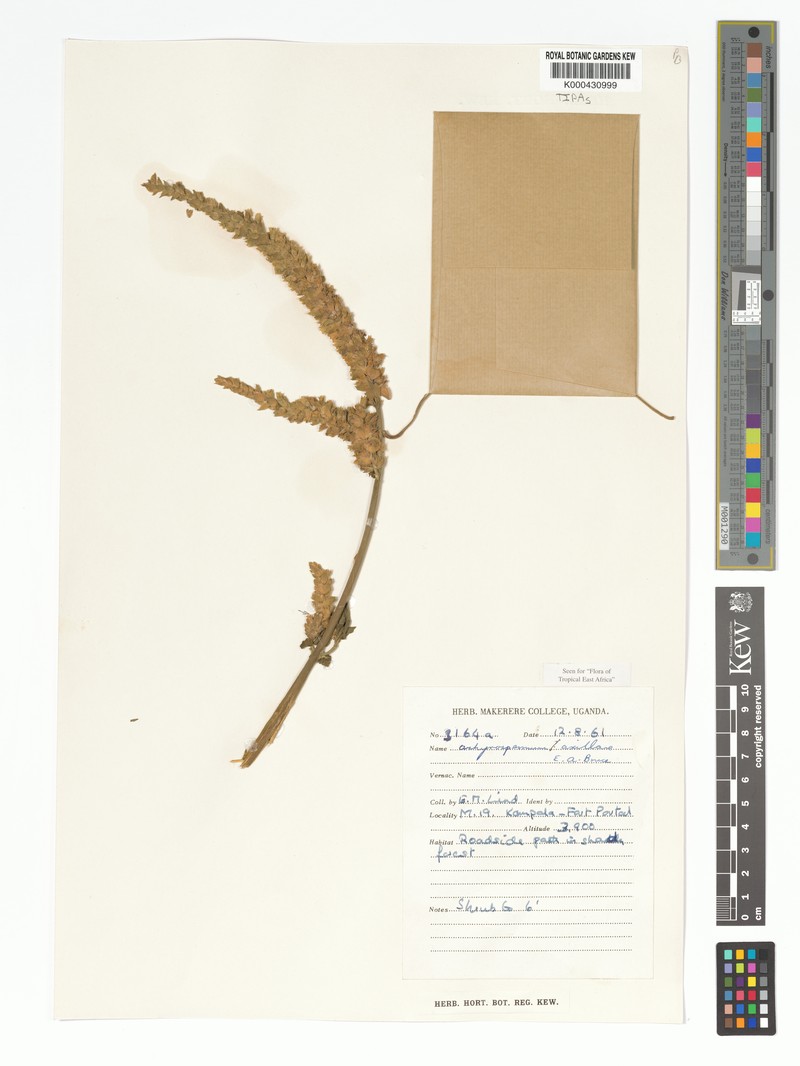 Achyrospermum axillare photo 6