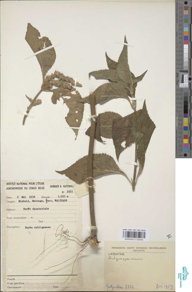 Achyrospermum axillare photo 7