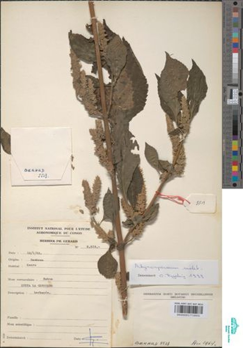Achyrospermum axillare photo 8