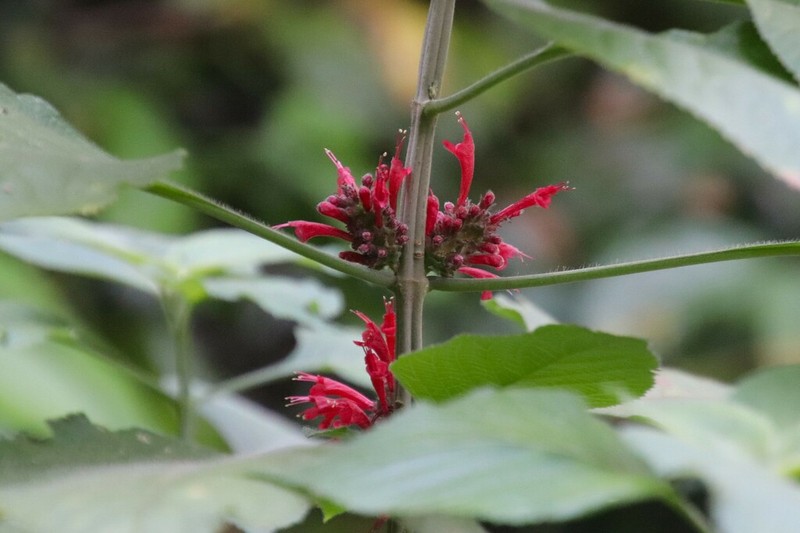Achyrospermum carvalhoi
