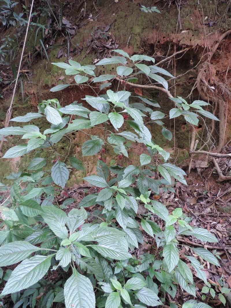 Achyrospermum carvalhoi photo 2