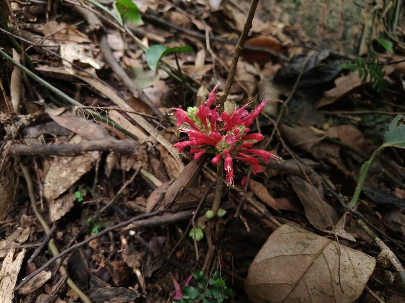 Achyrospermum carvalhoi photo 3