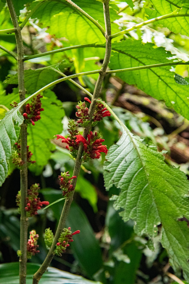 Achyrospermum carvalhoi photo 4