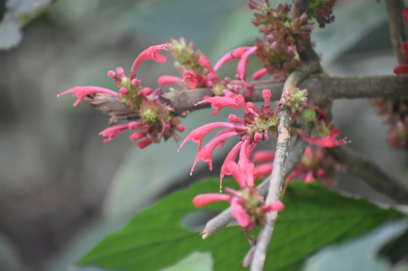 Achyrospermum carvalhoi photo 5