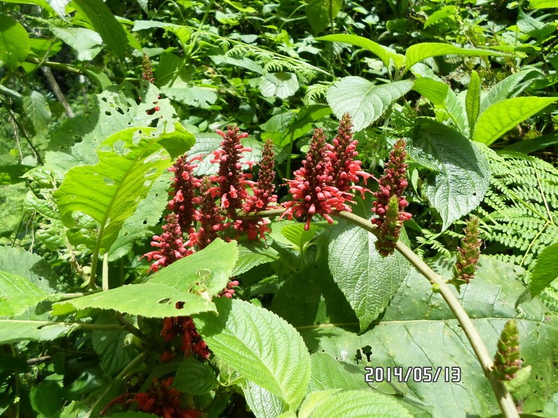 Achyrospermum carvalhoi photo 6