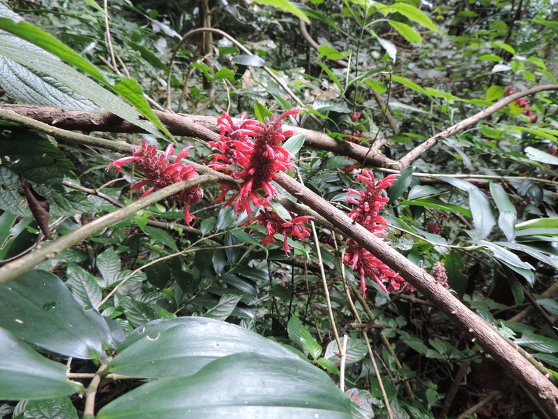 Achyrospermum carvalhoi photo 7