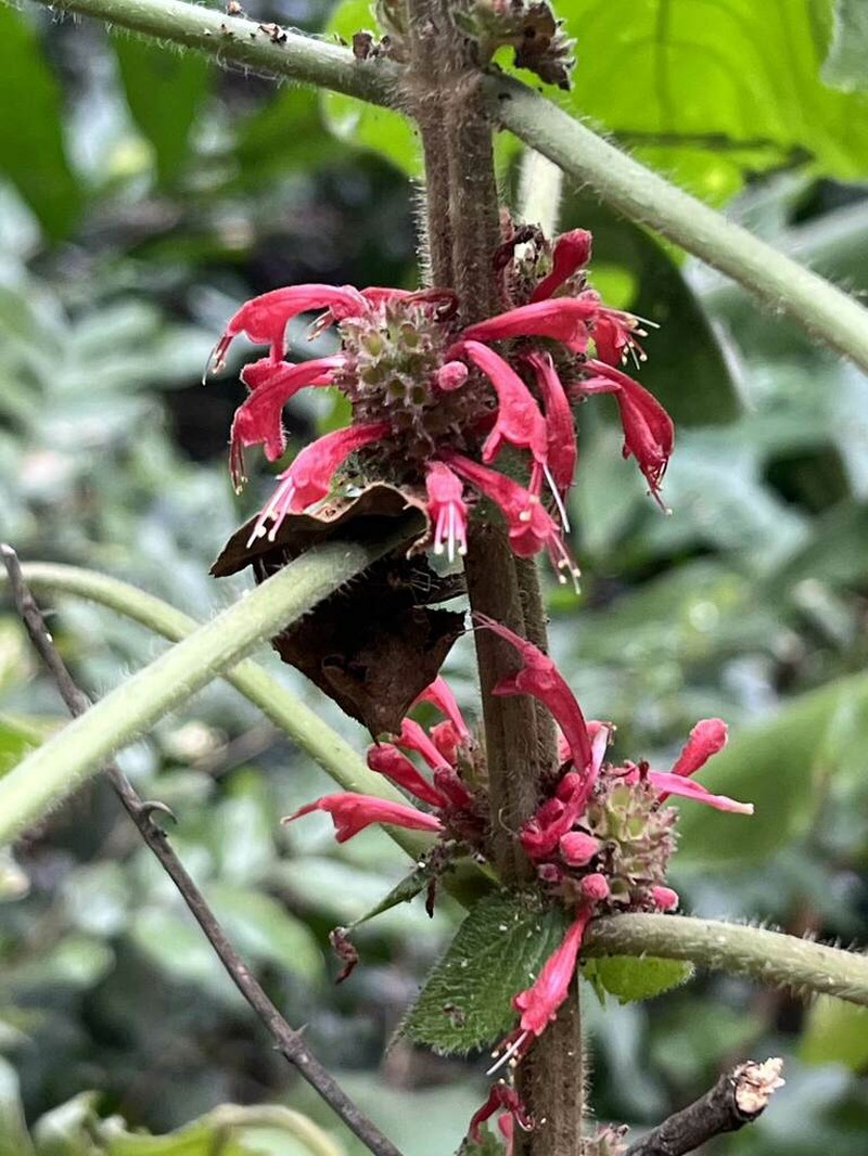 Achyrospermum carvalhoi photo 8