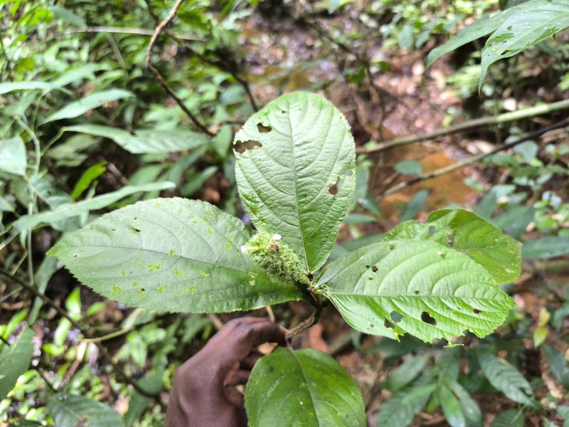 Achyrospermum ciliatum