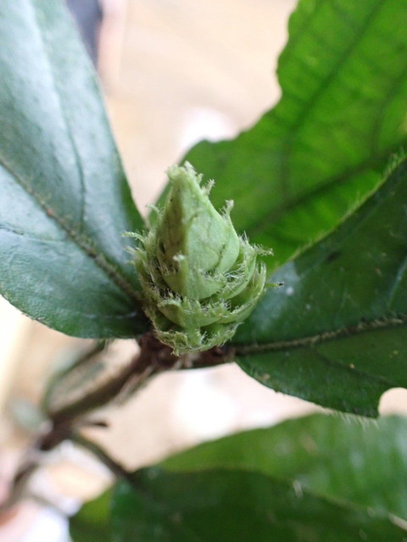 Achyrospermum ciliatum photo 2