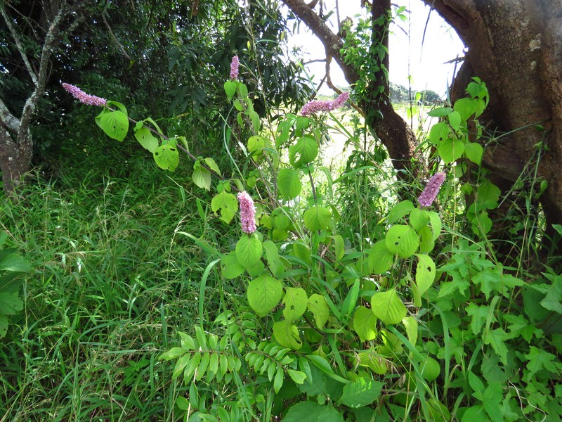 Achyrospermum cryptanthum photo 2