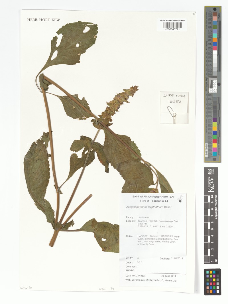 Achyrospermum cryptanthum photo 3