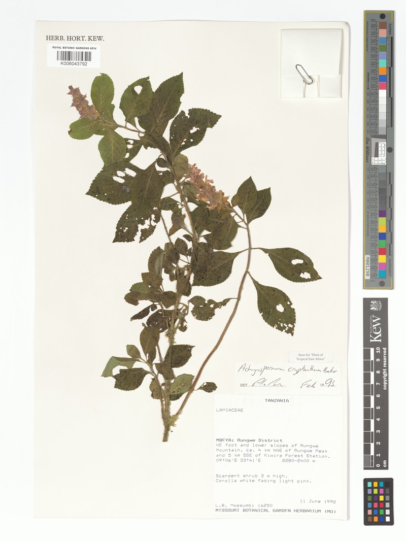Achyrospermum cryptanthum photo 4