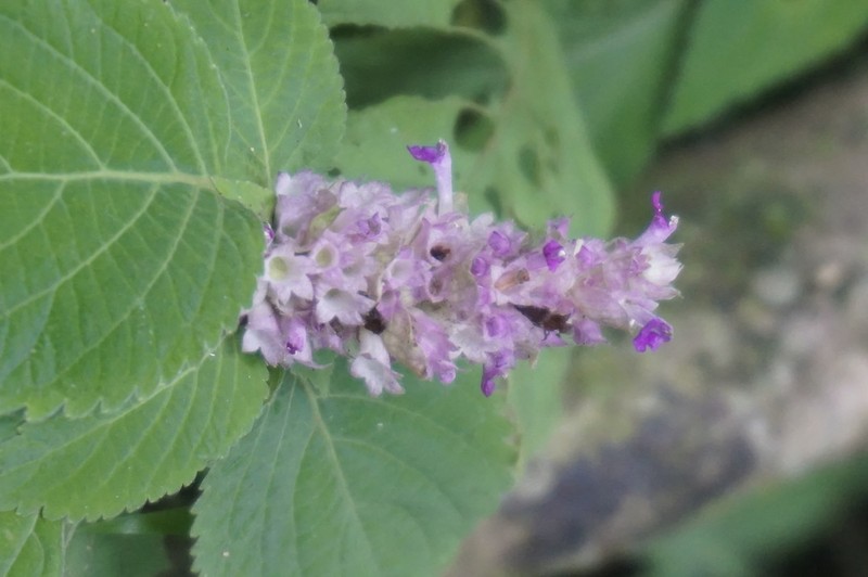 Achyrospermum densiflorum photo 2