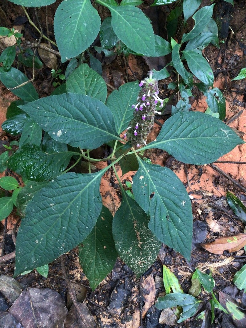 Achyrospermum densiflorum photo 3