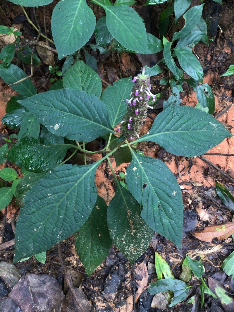 Achyrospermum densiflorum photo 4