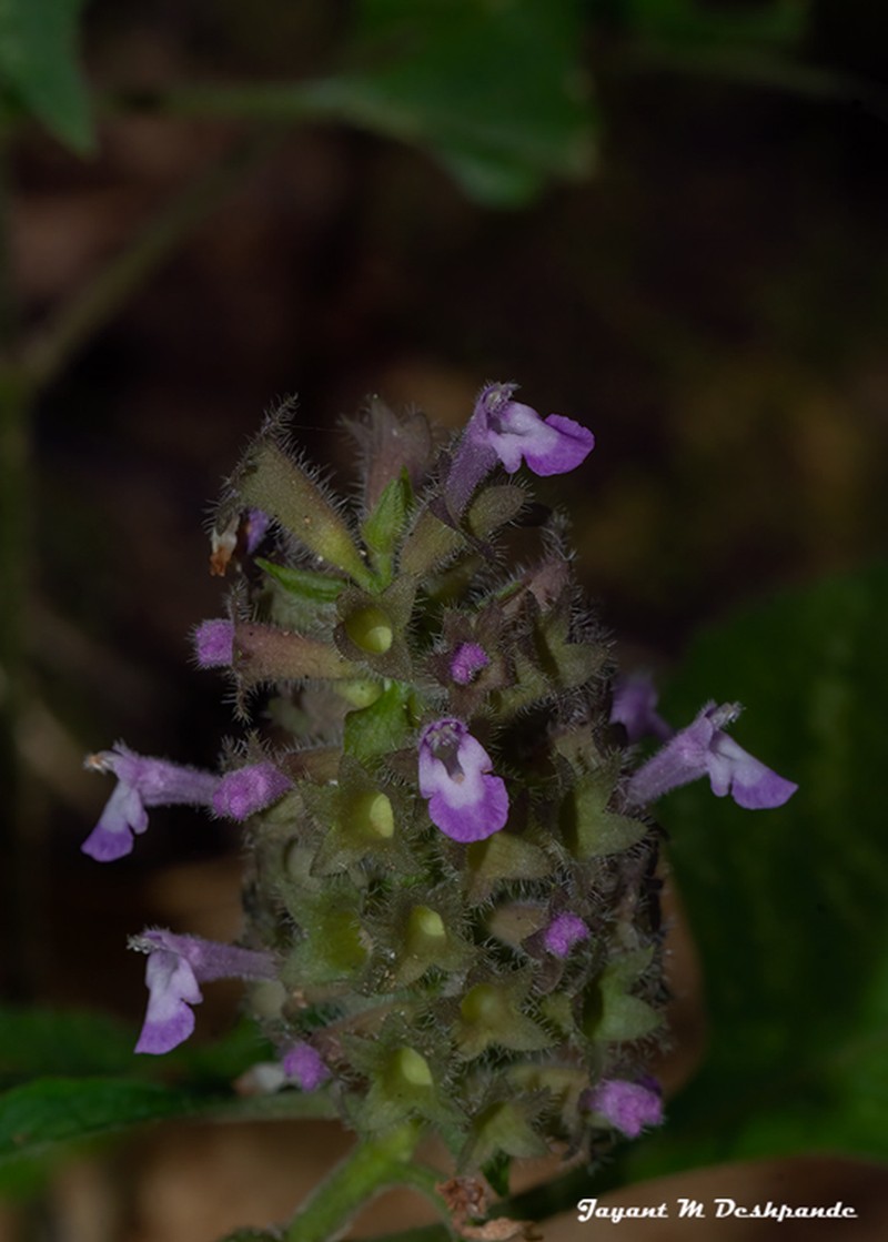 Achyrospermum densiflorum photo 5